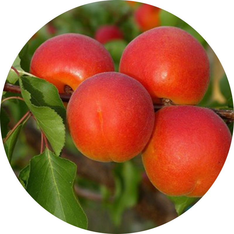 flopria.png