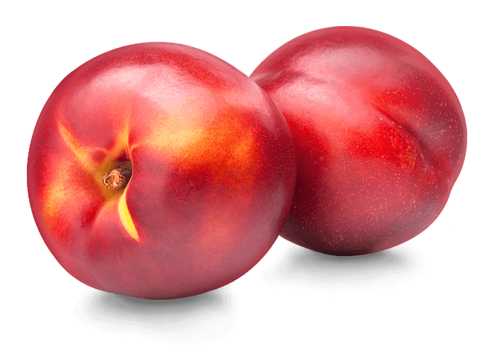 noracila.png